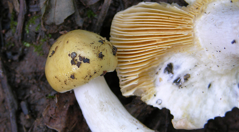 1� russula trentina....